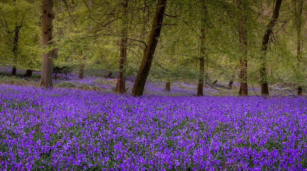 Bluebell carpet in beech woodland Chilterns UK