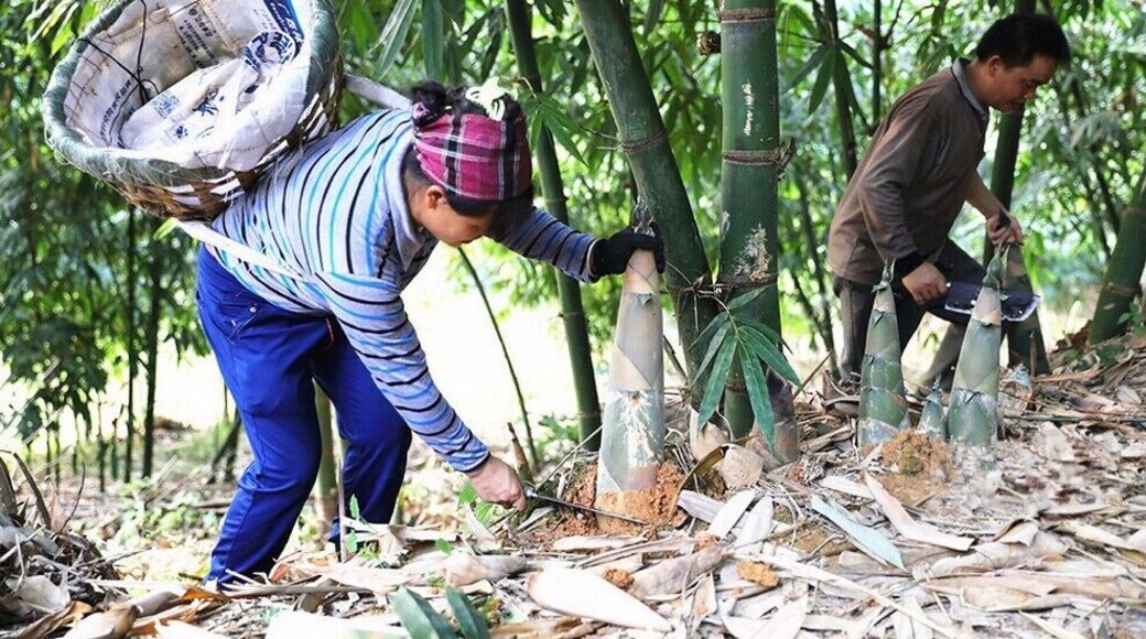 A Bite of China——Liuzhou Luosi rice noodles and its magical sour bamboo shoots.
https://twitter.com/Beautifulgx