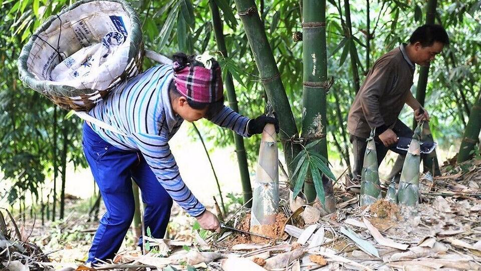 A Bite of China——Liuzhou Luosi rice noodles and its magical sour bamboo shoots.
https://twitter.com/Beautifulgx