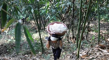 A Bite of ChinaââLiuzhou Luosi rice noodles and its magical sour bamboo shoots.
https://twitter.com/Beautifulgx