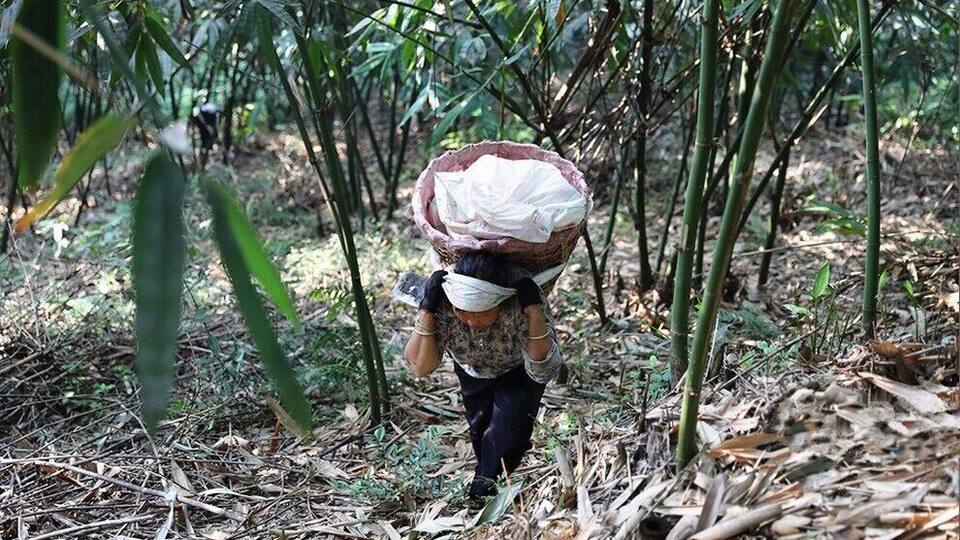 A Bite of China——Liuzhou Luosi rice noodles and its magical sour bamboo shoots.
https://twitter.com/Beautifulgx