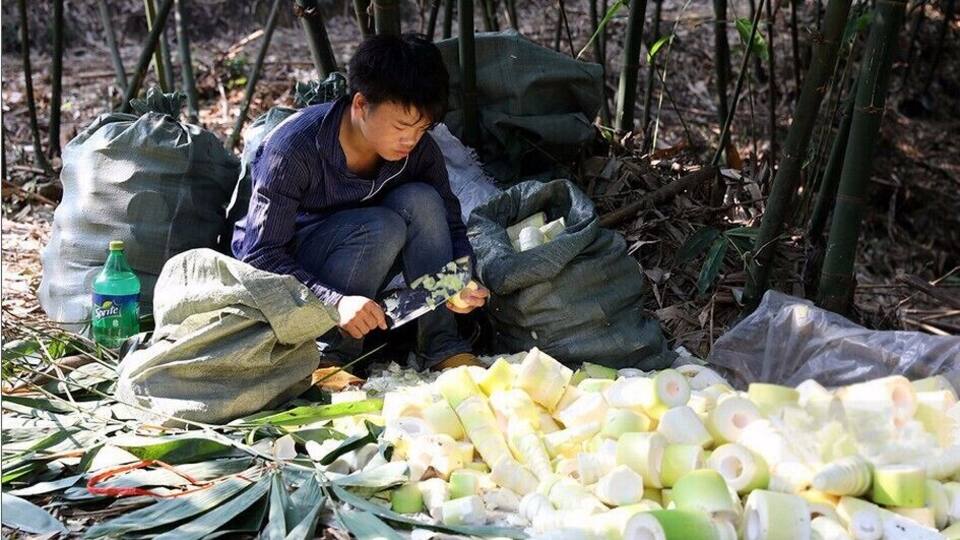 A Bite of China——Liuzhou Luosi rice noodles and its magical sour bamboo shoots.
https://twitter.com/Beautifulgx
