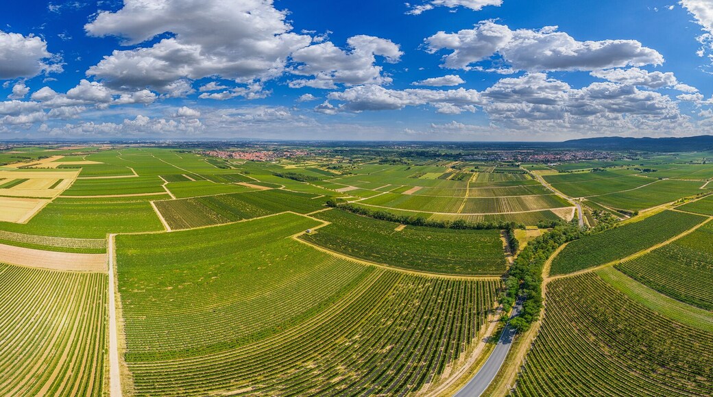 view over the wieneyards of the Pfalz region in germany