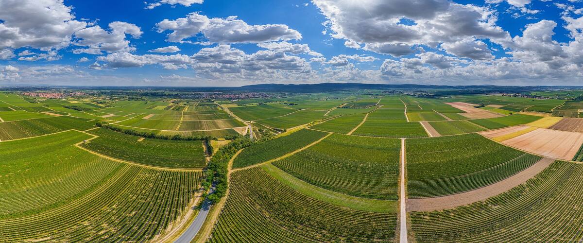 view over the wieneyards of the Pfalz region in germany