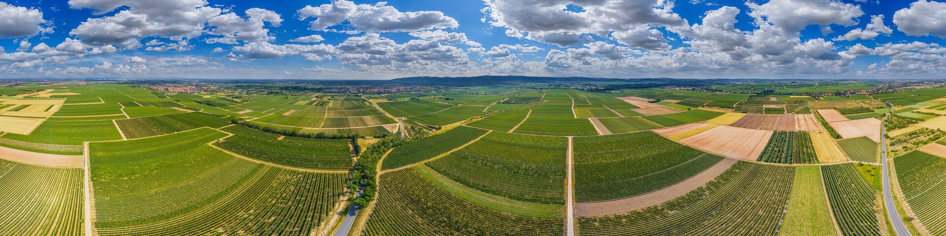view over the wieneyards of the Pfalz region in germany