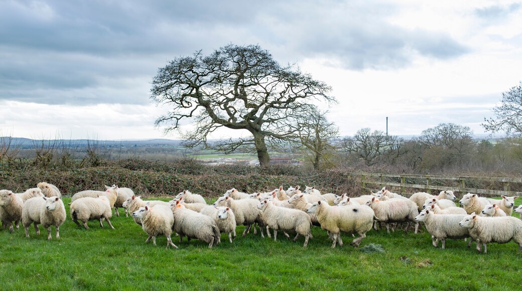 Flock of sheep in a field in winter, Buckinghamshire, UK