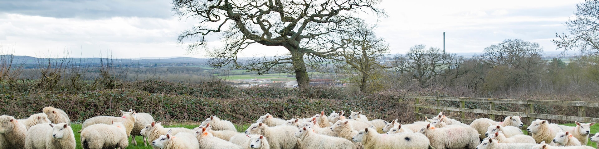 Flock of sheep in a field in winter, Buckinghamshire, UK