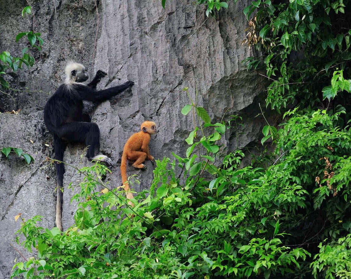 Un langur blanco y negro trepa por un acantilado rocoso, mientras un langur naranja joven se encuentra abajo.