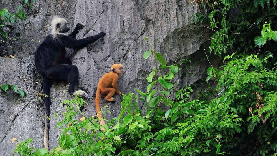 A black and white langur climbing a rocky cliff, with a young orange langur below.