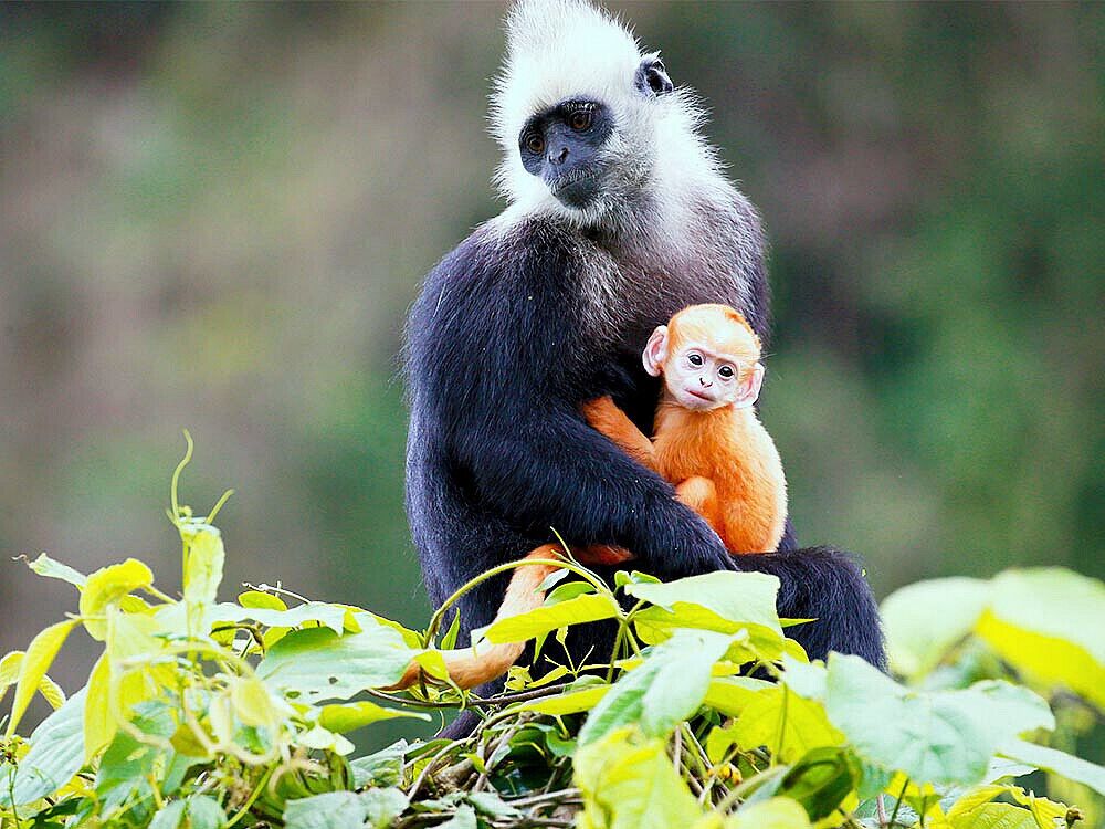 A large primate holding a smaller primate.