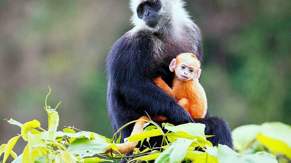 A large primate holding a smaller primate.