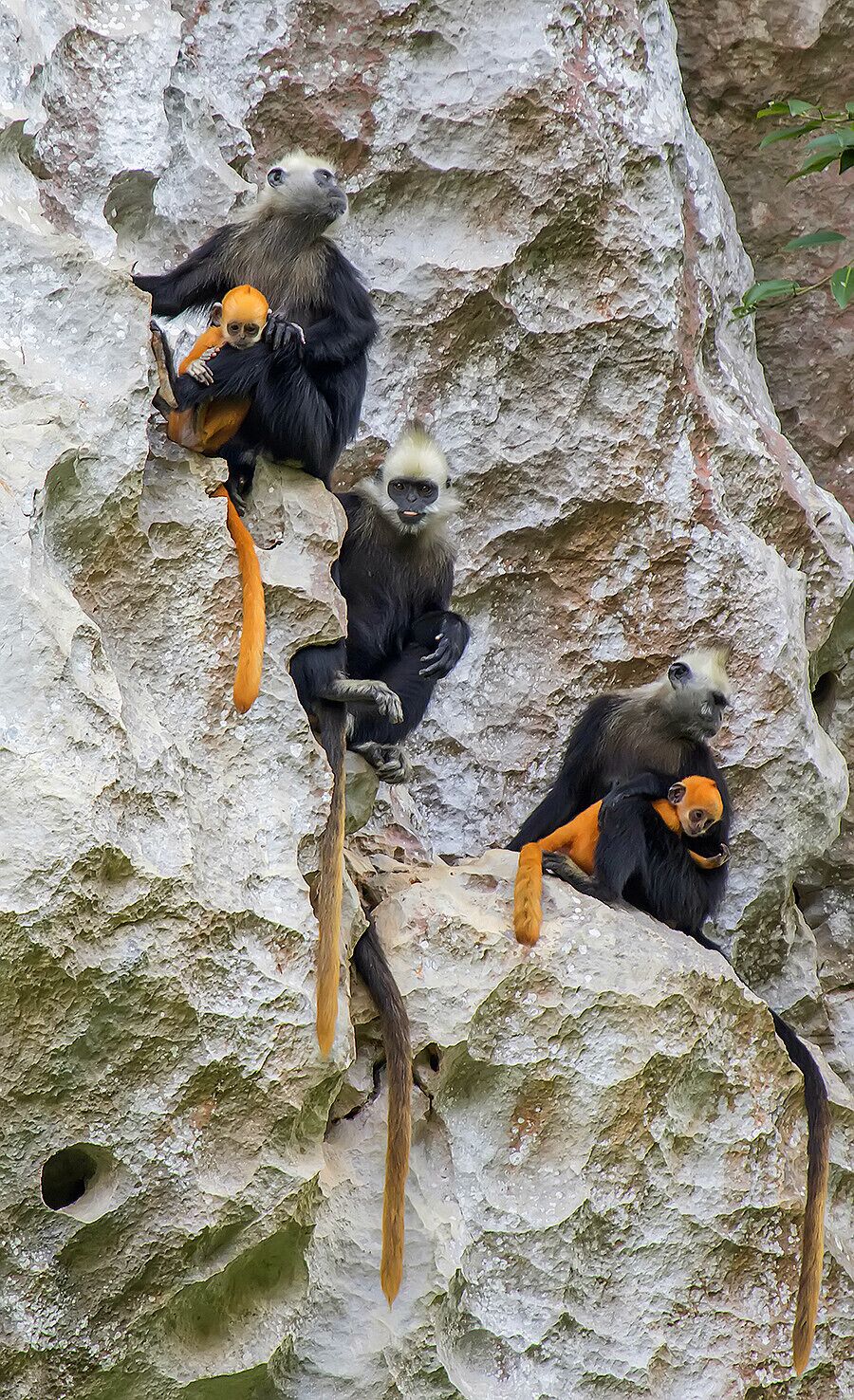 A group of monkeys on a rocky cliff.