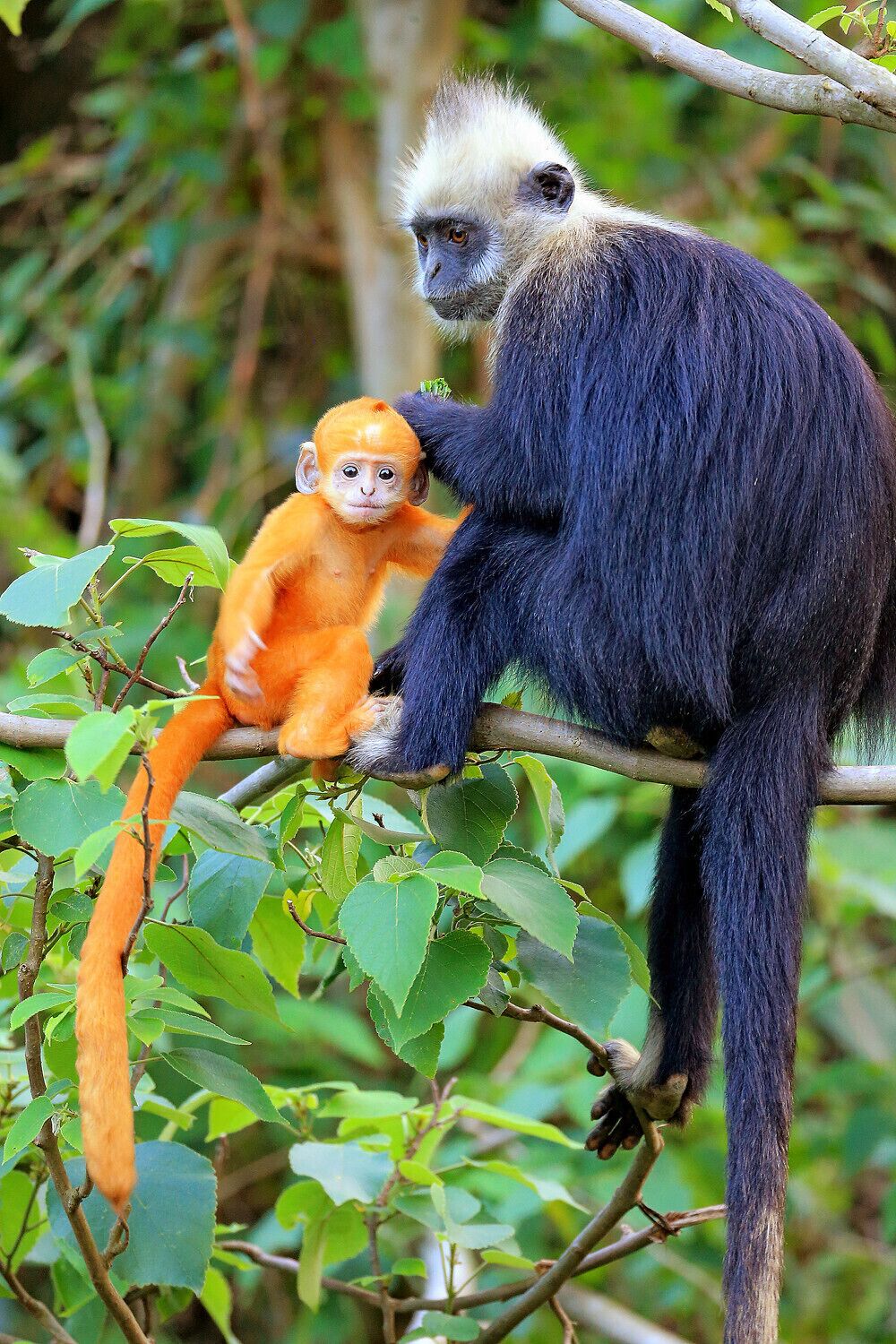 A large black-furred primate with a white mane and a smaller orange-furred primate on a tree branch.