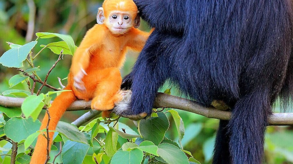 A large black-furred primate with a white mane and a smaller orange-furred primate on a tree branch.