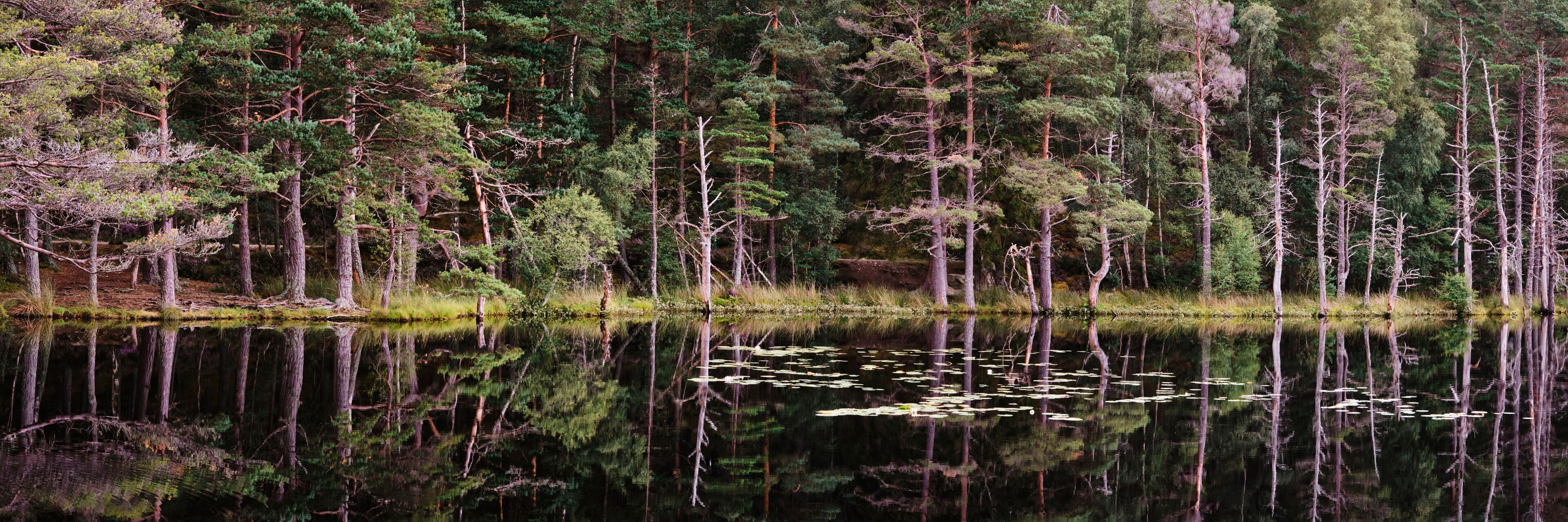 Reflections on the surface of Uath Lochans. Inshriach forest.