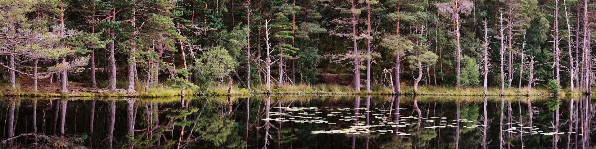 Reflections on the surface of Uath Lochans. Inshriach forest.