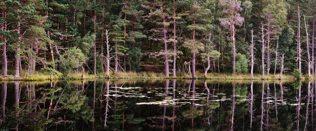 A calm lake surrounded by dense forest with tall trees and reflections of the trees on the water's surface.