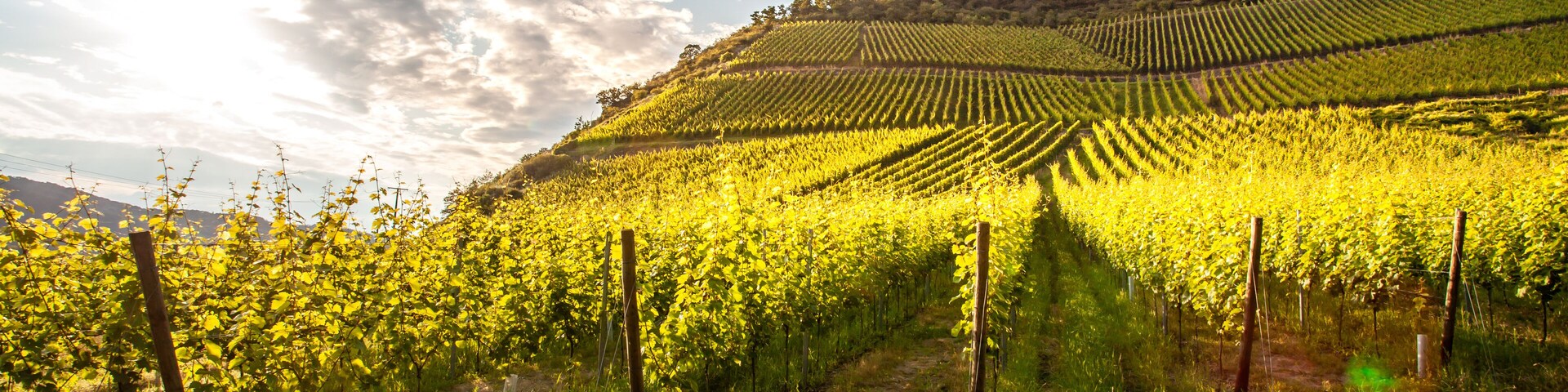 Rhine valley landscape in the district of neuwied.
