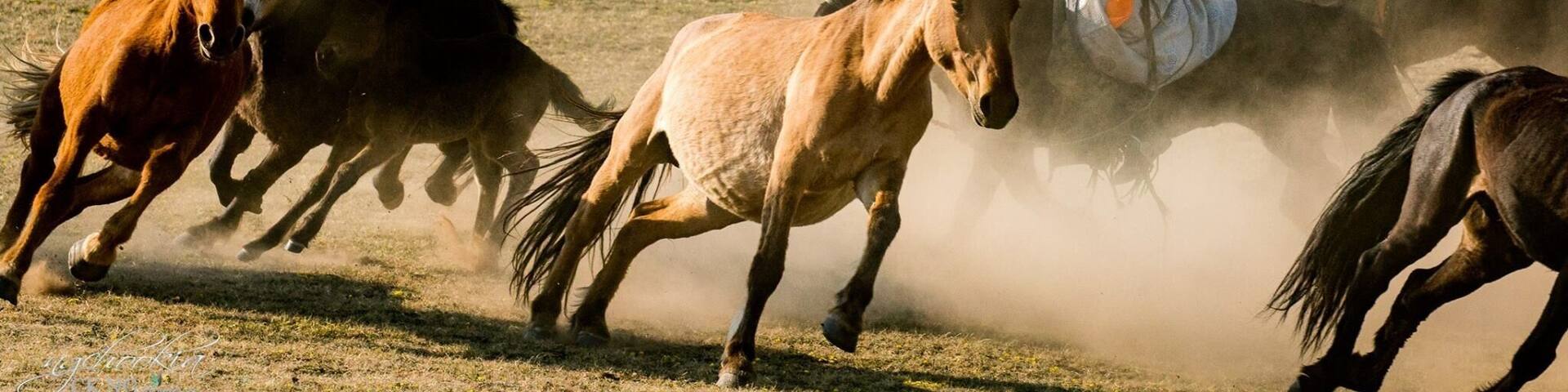 Wranglers II 正蓝旗 - 内蒙古 Zhenglanq Inner Mongolia
"人生過客匆匆,相機抓住每個剎那,與我擦肩而過的人和事"