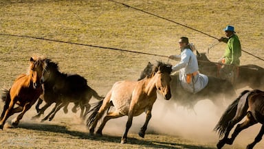 Wranglers II 正蓝旗 - 内蒙古 Zhenglanq Inner Mongolia
"人生過客匆匆,相機抓住每個剎那,與我擦肩而過的人和事"