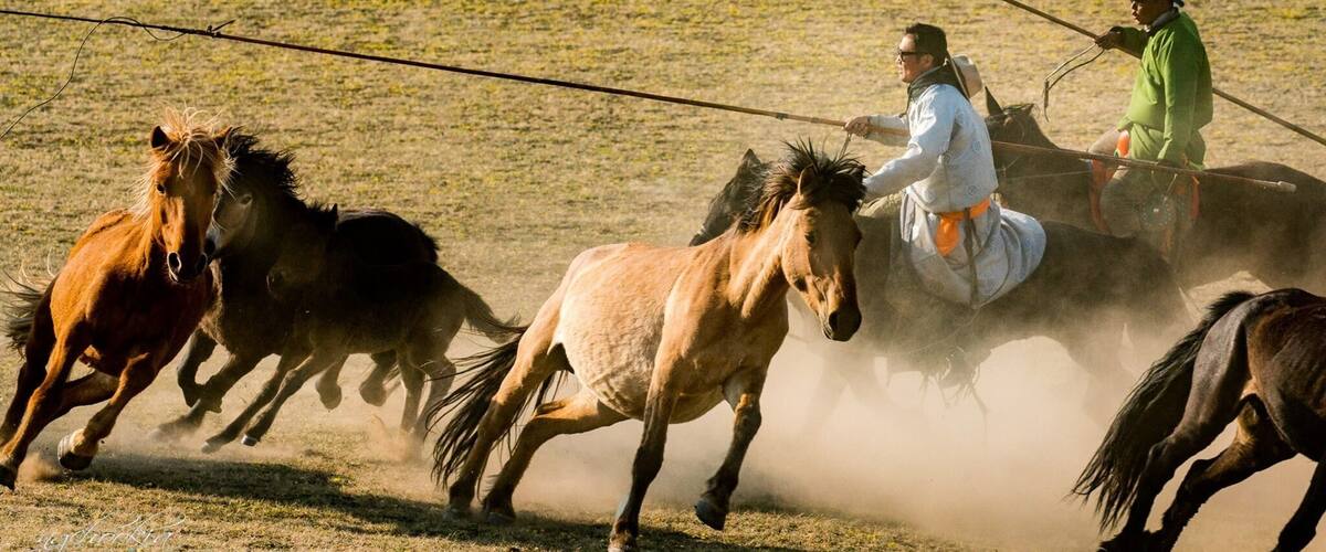A person on horseback with a horse, another person on a horse, and three horses running in a field.
