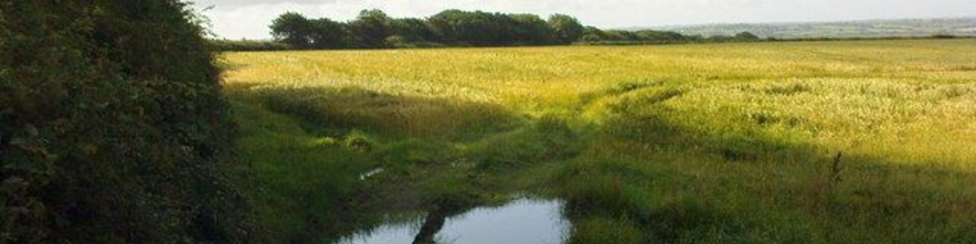 Um rio sinuoso atravessa um campo gramado, com árvores de um lado.