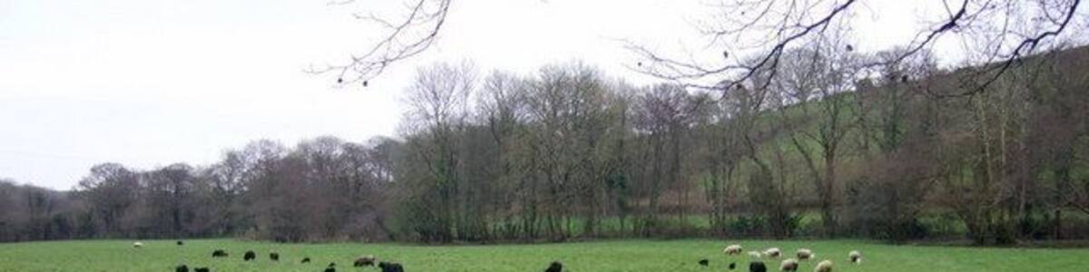 Riverside pasture Sheep grazing beside Afon Syfanwy which winds along the far side of the field; the stream in the foreground is a tributary.