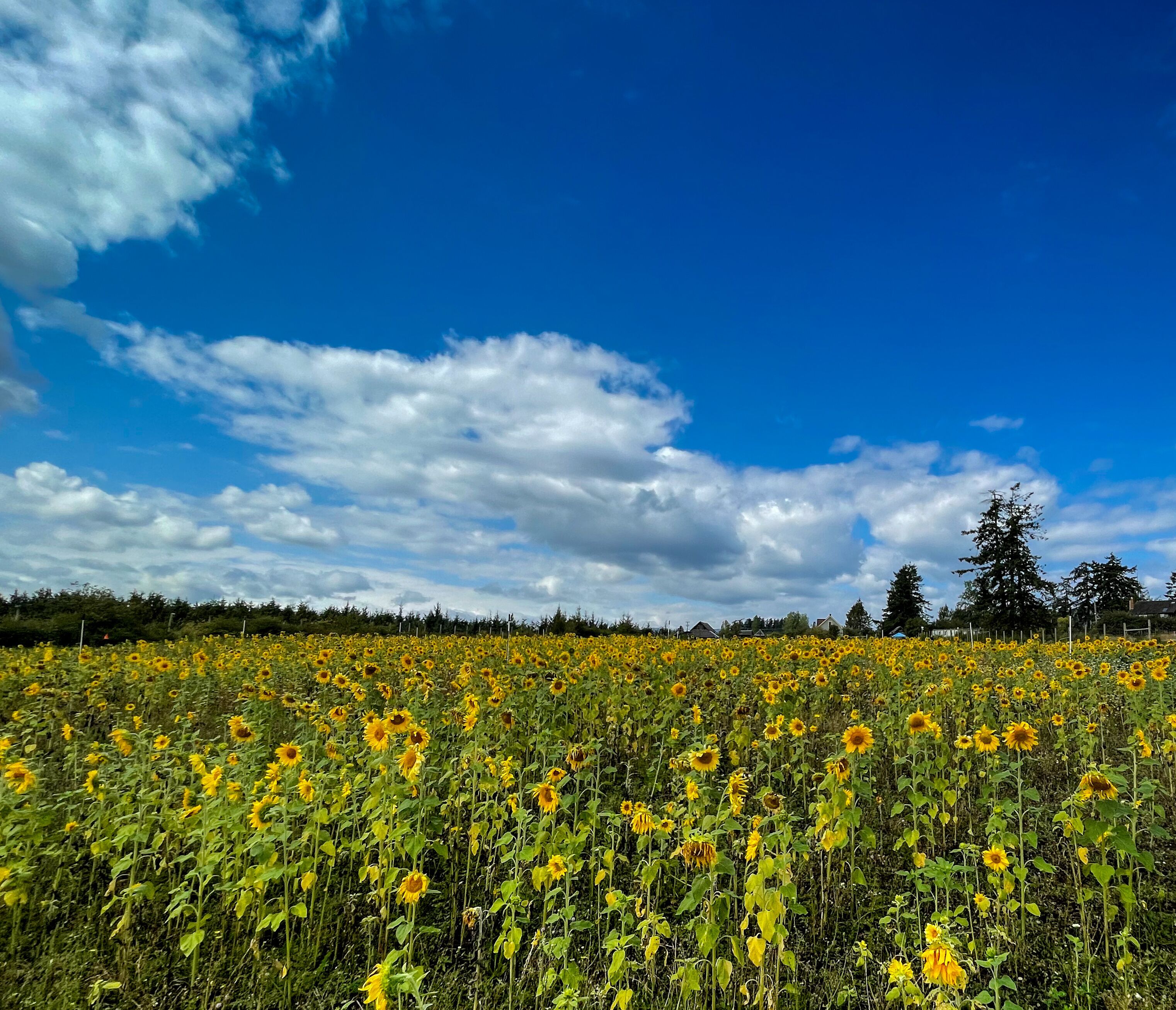 Sunflower field, Saanich Peninsula, Central Saanich, British Columbia, Canada