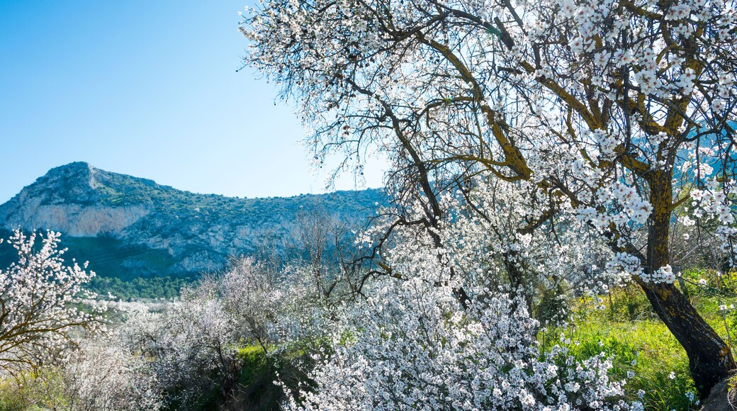 Almond trees landscape in Cuevas Bajas, Malaga, Spain