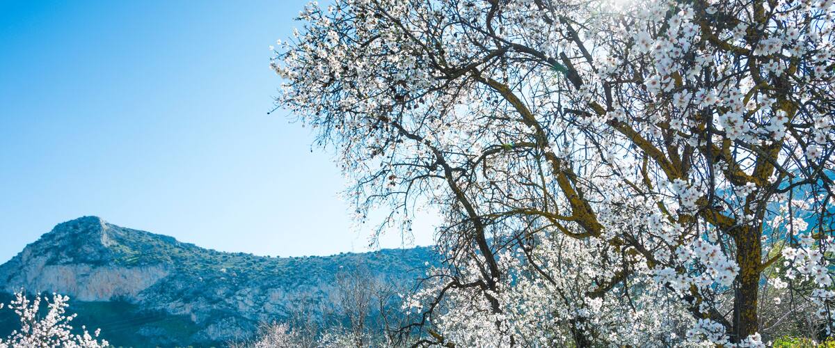Almond trees landscape in Cuevas Bajas, Malaga, Spain