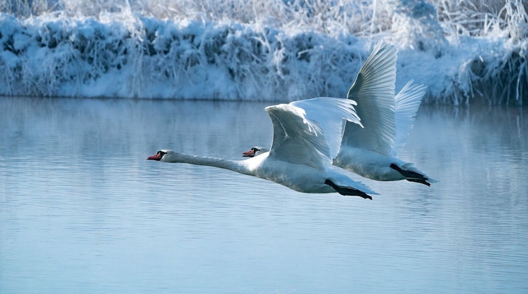 比翼双飞Fly Together II 天鹅湖 Xinjiang 新疆