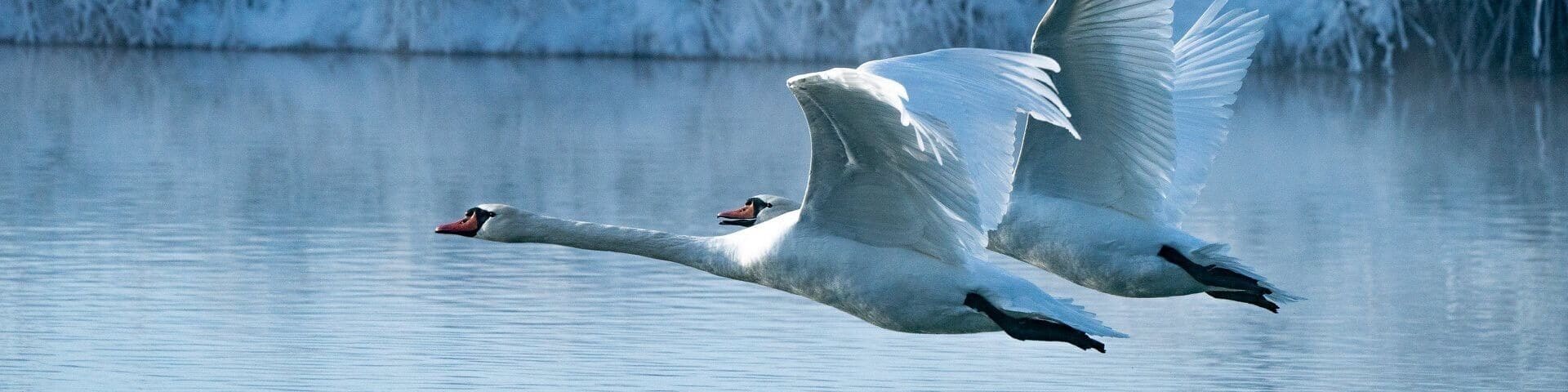 Two swans flying over a calm body of water with a snowy landscape in the background.