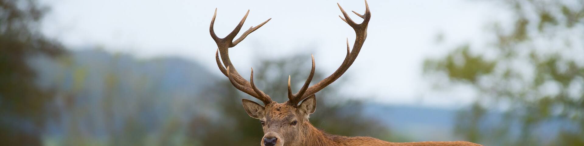 A stag in a grassy field with a blurred natural background.