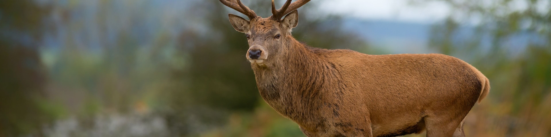 Red deer stag, Bradgate Park, Charnwood Forest, Leicestershire