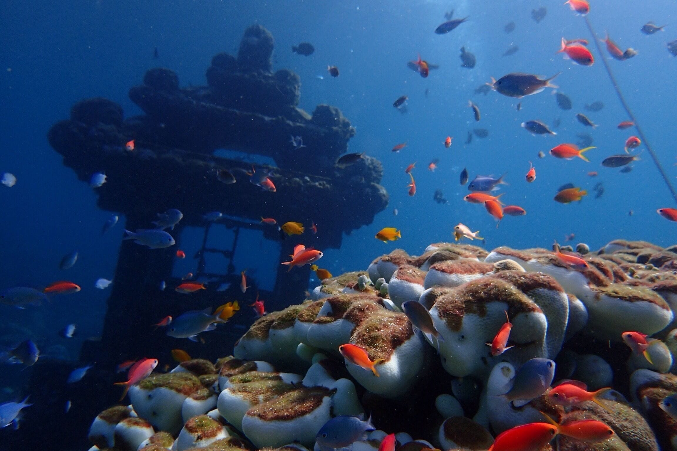 An underwater scene with a coral reef and a shipwreck.