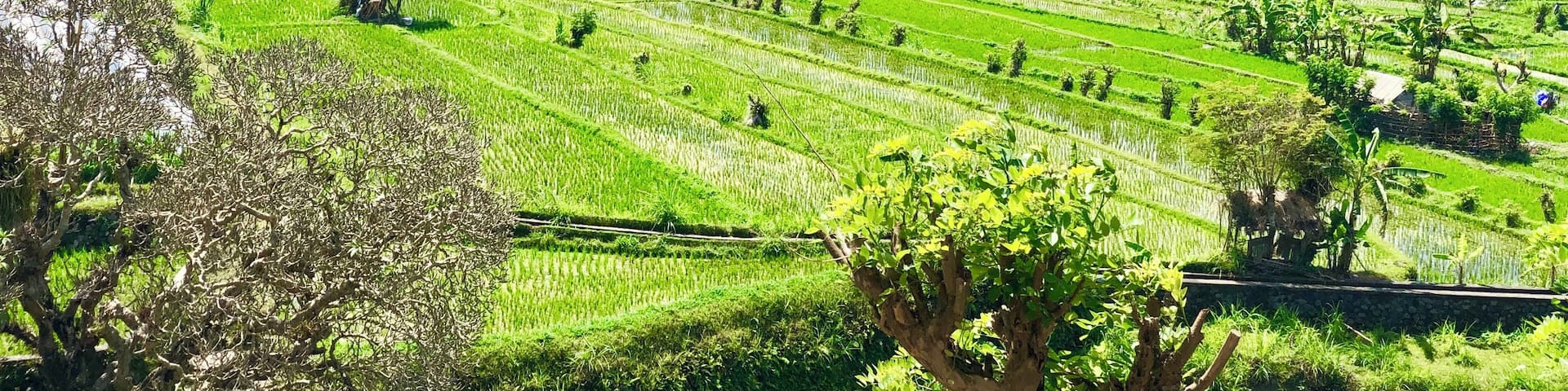 The rice terraces with Mt Agung as the backdrop