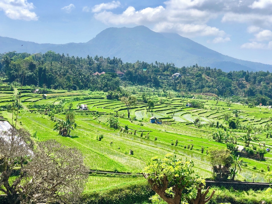 The rice terraces with Mt Agung as the backdrop