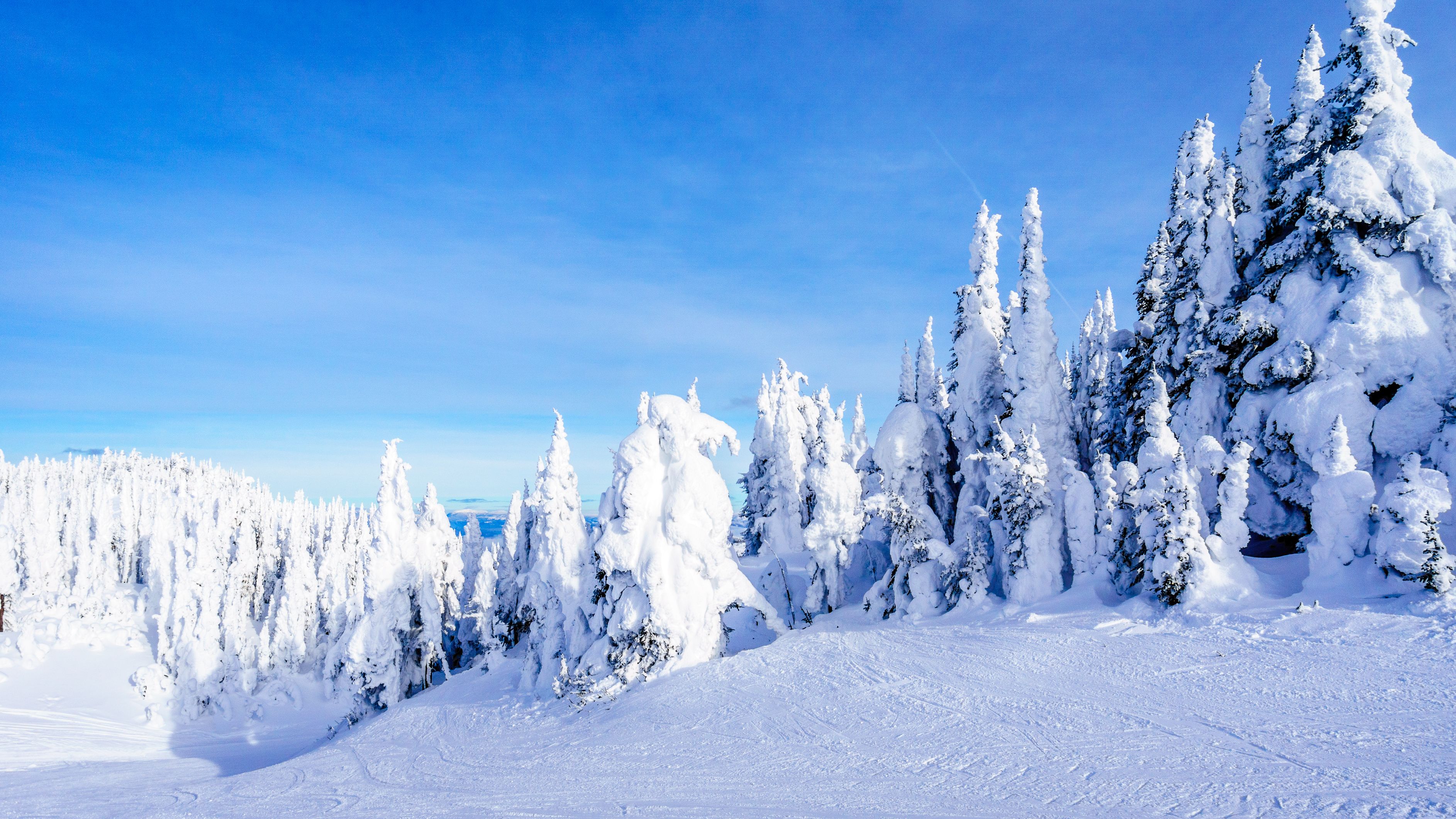 A snowy landscape with dense evergreen trees and a clear blue sky.