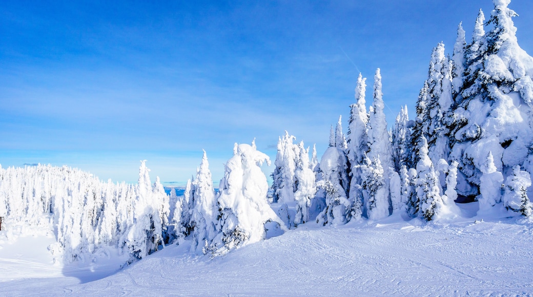 A snowy landscape with dense evergreen trees and a clear blue sky.