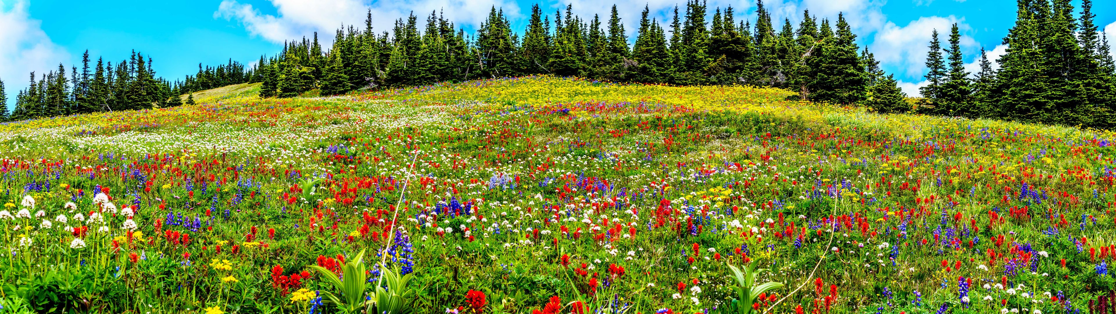 Hiking through the alpine meadows filled with abundant wildflowers. On Tod Mountain at the alpine village of Sun Peaks in the Shuswap Highlands of the Okanagen region in British Columbia, Canada