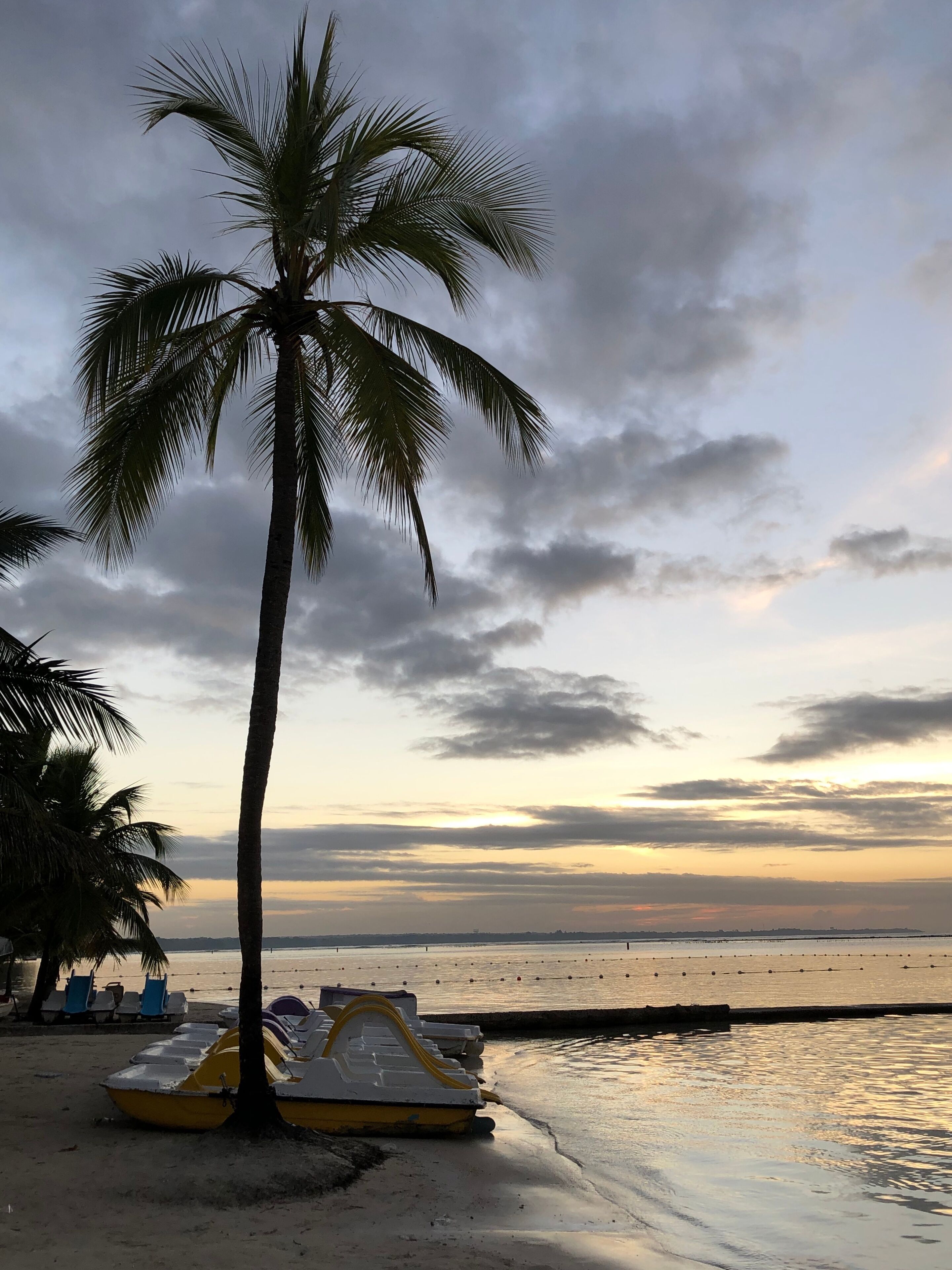 Beautiful sunset with calm water, blue sky and clouds, a tall palm and yellow catamarans in Boca Chica, Santo Domingo, La Caleta, Dominican Republic. Best Dominican landscape photos. Caribbean scenery