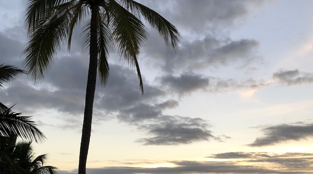 Beautiful sunset with calm water, blue sky and clouds, a tall palm and yellow catamarans in Boca Chica, Santo Domingo, La Caleta, Dominican Republic. Best Dominican landscape photos. Caribbean scenery