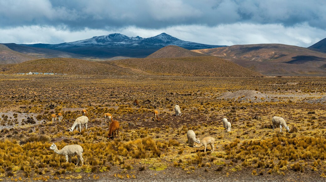 Province de Condesuyos