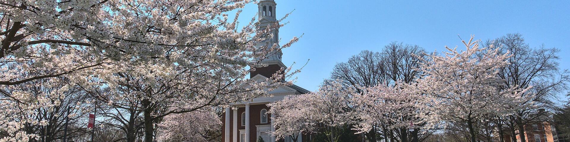 blossom in spring, cherry trees in flower in front of small church on the campus of American University, Maryland, USA