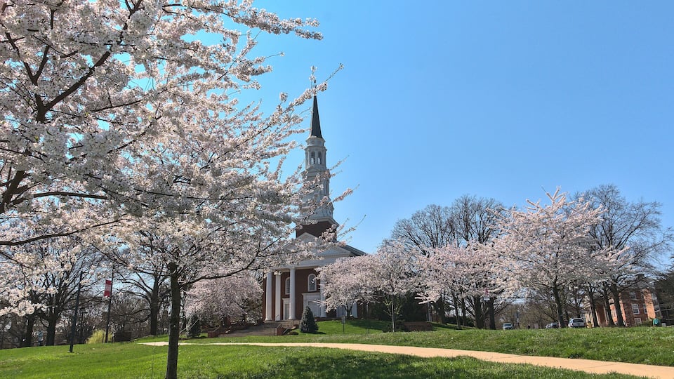 blossom in spring, cherry trees in flower in front of small church on the campus of American University, Maryland, USA