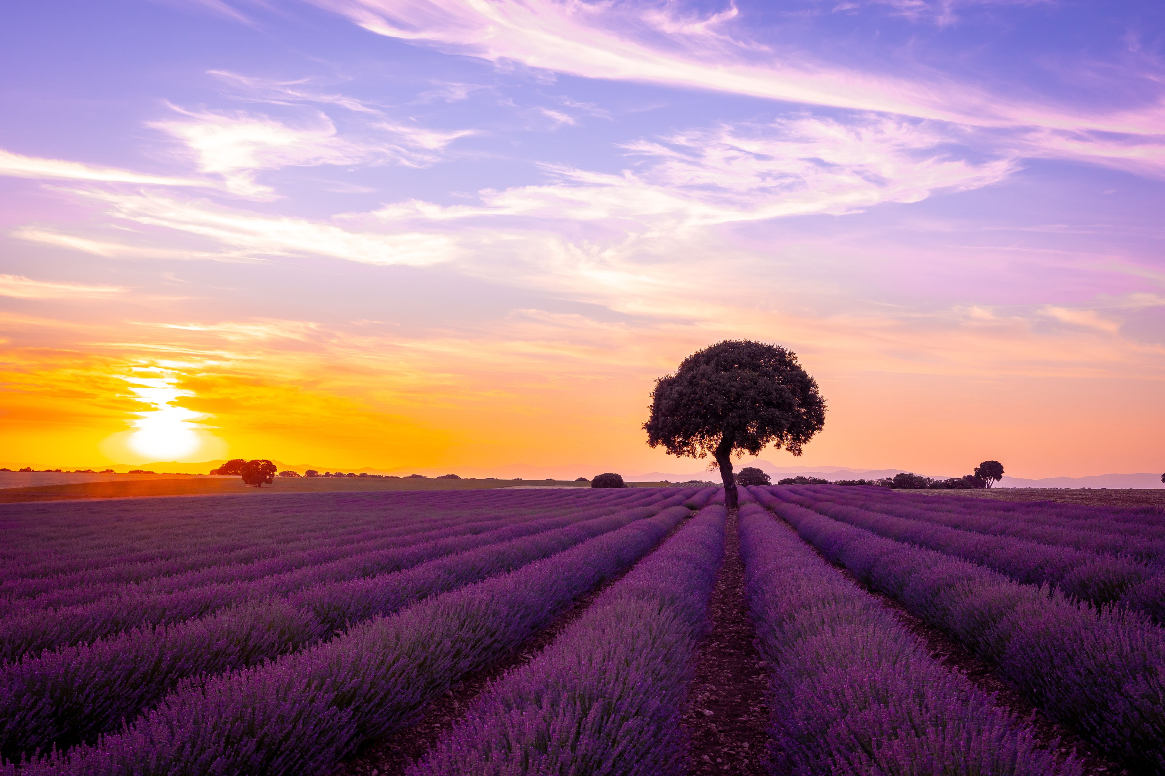 A lavender field at sunset with a single tree in the foreground.