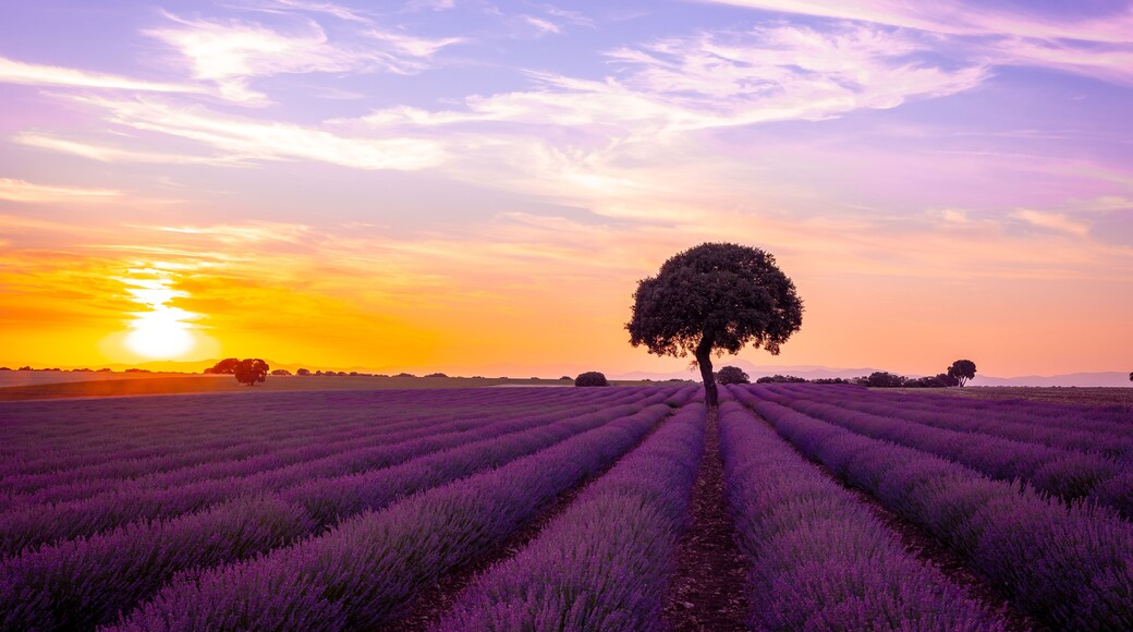 A lavender field at sunset with a single tree in the foreground.