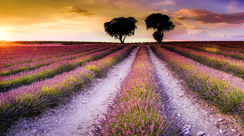 A lavender field with a dirt path leading to two trees.