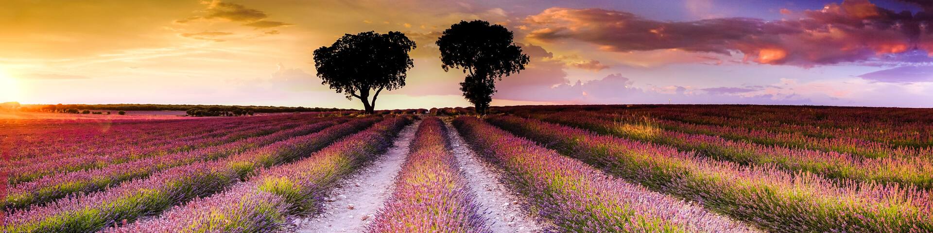 A lavender field with a dirt path leading to two trees.