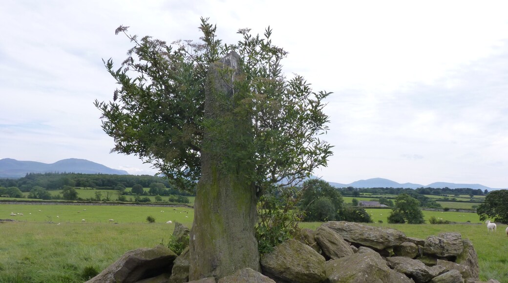 Tyddyn-Bach standing stone is a scheduled monument. The surroundings stones are field clearance boulders. Reportedly the stone is set into a hole or socket in the bedrock.